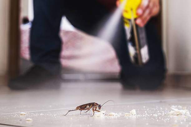 Best Emergency Pest Control  in Versailles, PA
